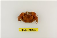 藏品(絨毛折顎蟹)的圖片